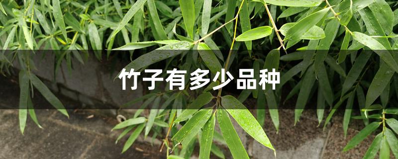 竹子有多少品种 竹子有多少品种