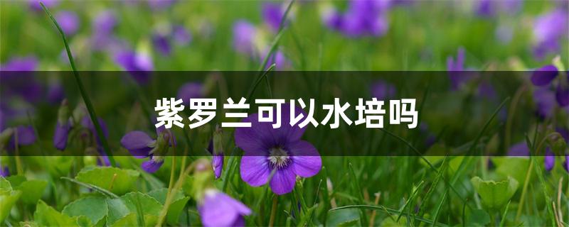 紫罗兰可以水培吗 紫罗兰可以水培吗