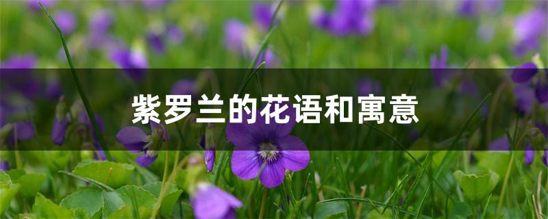 紫罗兰的花语和寓意
