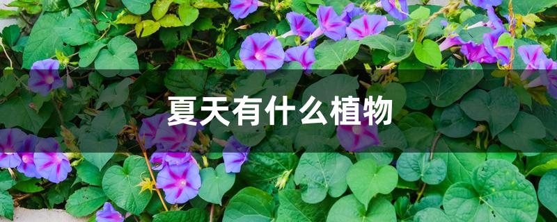 夏天有什么植物 夏天有什么植物