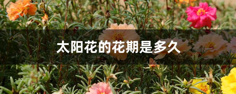 太阳花的花期是多久 太阳花的花期是多久