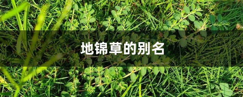 地锦草的别名 地锦草的别名