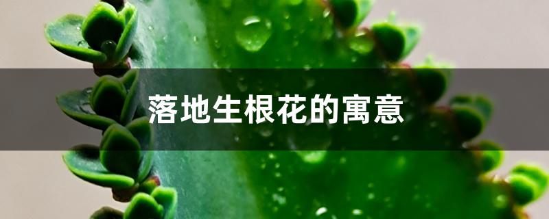落地生根花的寓意 落地生根花的寓意
