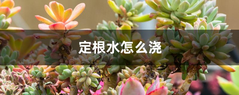 定根水怎么浇 定根水怎么浇