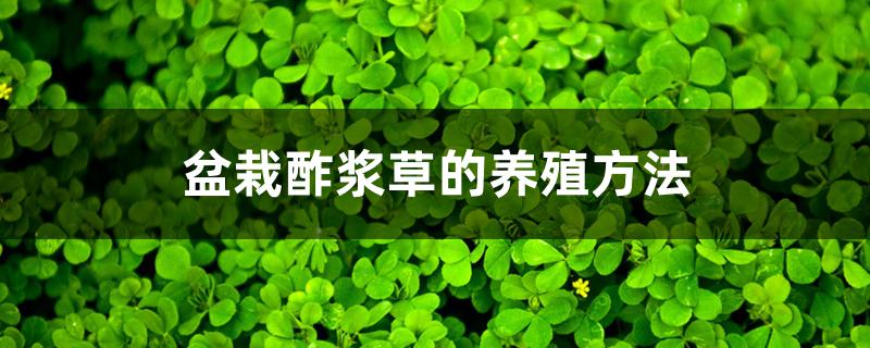 盆栽酢浆草的养殖方法 盆栽酢浆草的养殖方法
