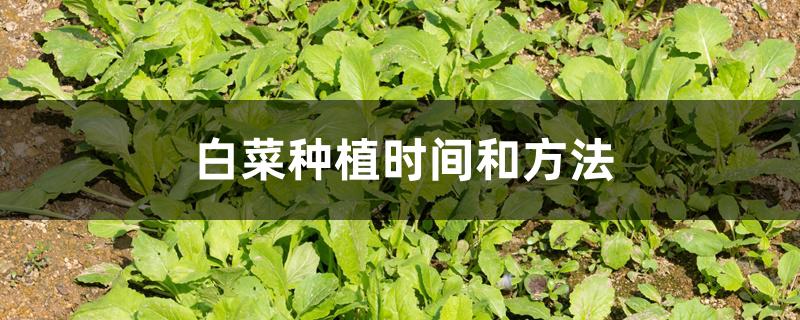 白菜种植时间和方法 白菜种植时间和方法