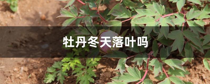 牡丹冬天落叶吗 牡丹冬天落叶吗