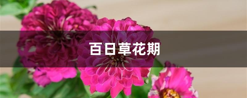 百日草花期 百日草花期