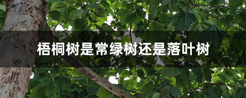 梧桐树是常绿树还是落叶树 梧桐树是常绿树还是落叶树