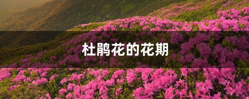 杜鹃花的花期 杜鹃花的花期