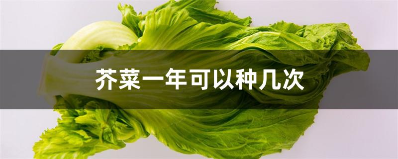 芥菜一年可以种几次 芥菜一年可以种几次