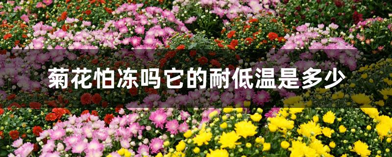 菊花怕冻吗它的耐低温是多少 菊花怕冻吗它的耐低温是多少