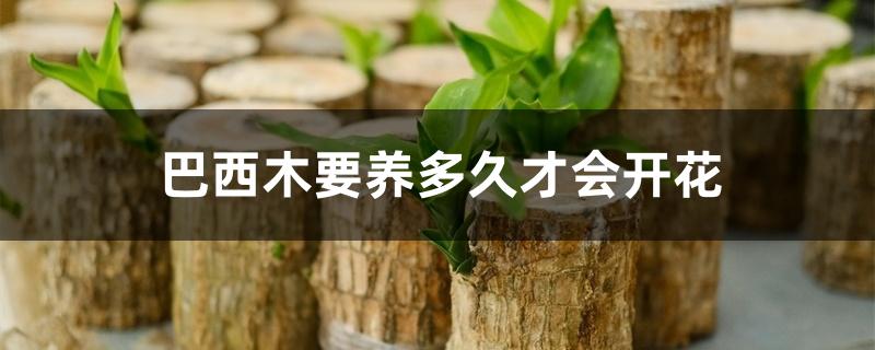 巴西木要养多久才会开花
