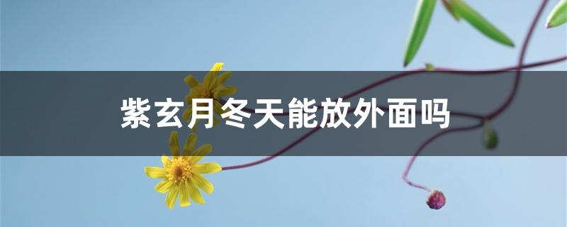 紫玄月冬天能放外面吗 紫玄月冬天能放外面吗