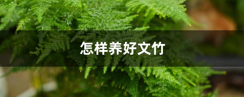 怎样养好文竹