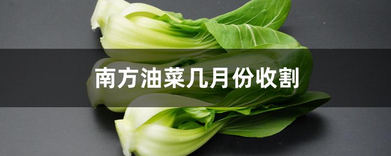 南方油菜几月份收割 南方油菜几月份收割
