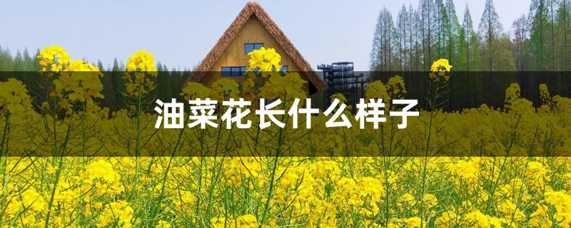 油菜花长什么样子 油菜花长什么样子