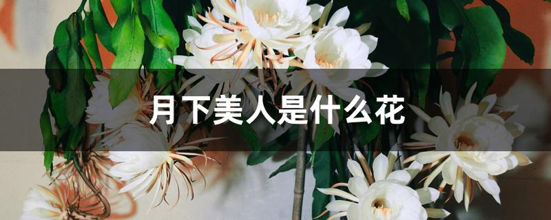 月下美人是什么花 月下美人是什么花