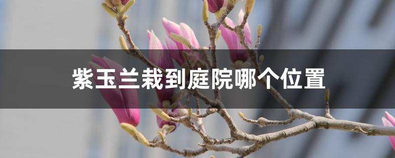 紫玉兰栽到庭院哪个位置 紫玉兰栽到庭院哪个位置