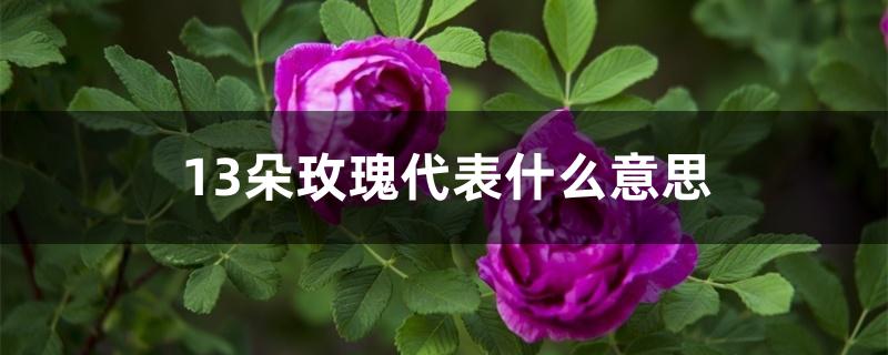 13朵玫瑰代表什么意思 13朵玫瑰代表什么意思