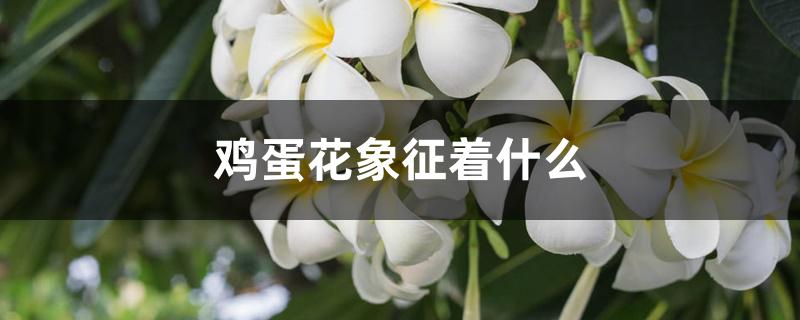 鸡蛋花象征着什么 鸡蛋花象征着什么
