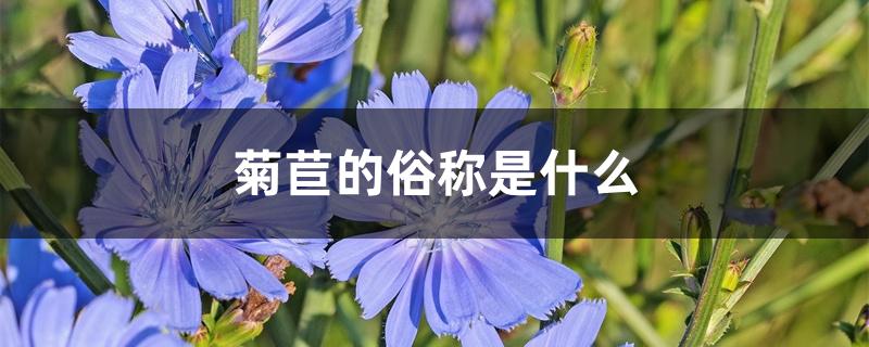 菊苣的俗称是什么 菊苣的俗称是什么