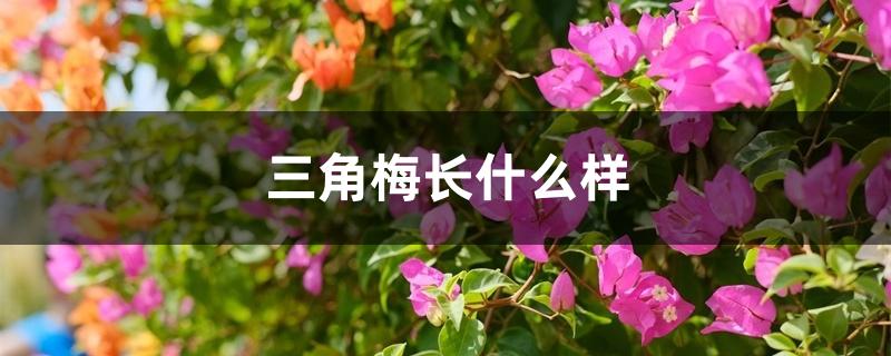 三角梅长什么样 三角梅长什么样