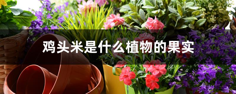 鸡头米是什么植物的果实 鸡头米是什么植物的果实