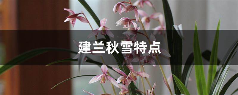 建兰秋雪特点 建兰秋雪特点