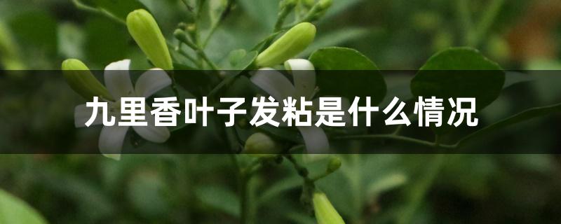 九里香叶子发粘是什么情况 九里香叶子发粘是什么情况