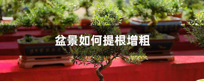 盆景如何提根增粗 盆景如何提根增粗