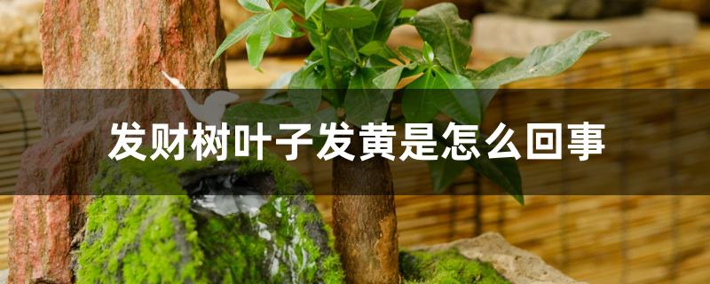 发财树叶子发黄是怎么回事 发财树叶子发黄是怎么回事