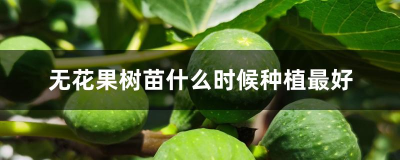 无花果树苗什么时候种植最好 无花果树苗什么时候种植最好