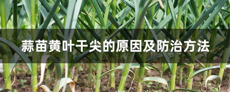蒜苗黄叶干尖的原因及防治方法 蒜苗黄叶干尖的原因及防治方法