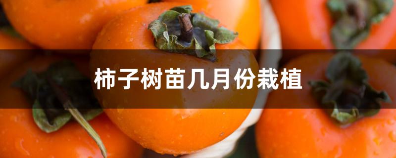 柿子树苗几月份栽植 柿子树苗几月份栽植