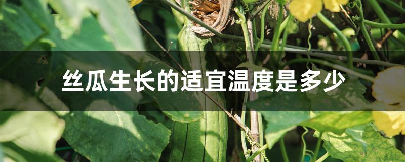 丝瓜生长的适宜温度是多少 丝瓜生长的适宜温度是多少