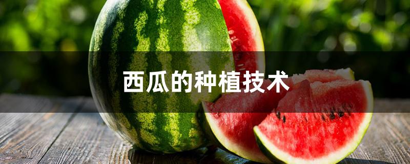 西瓜的种植技术 西瓜的种植技术