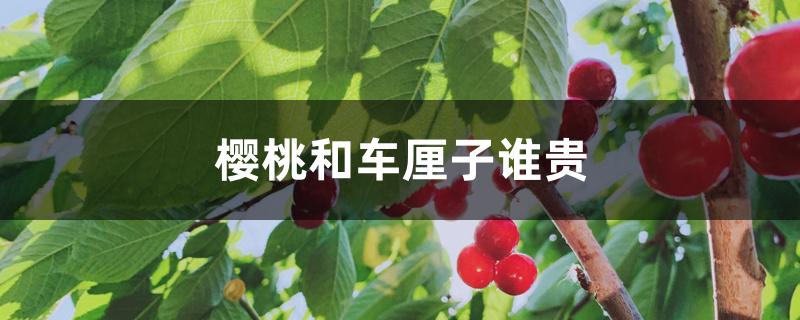 樱桃和车厘子谁贵 樱桃和车厘子谁贵