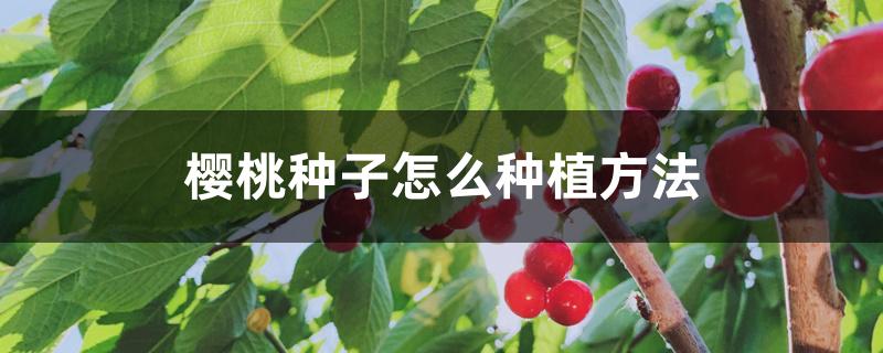 樱桃种子怎么种植方法 樱桃种子怎么种植方法