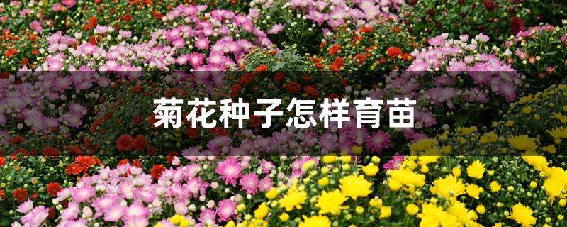 菊花种子怎样育苗 菊花种子怎样育苗