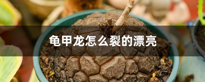 龟甲龙怎么裂的漂亮 龟甲龙怎么裂的漂亮