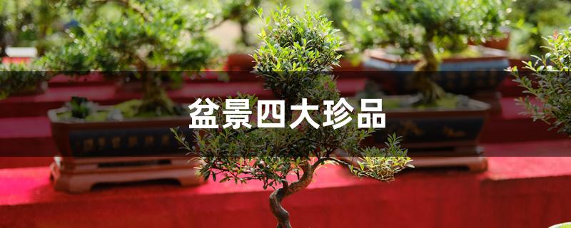 盆景四大珍品 盆景四大珍品