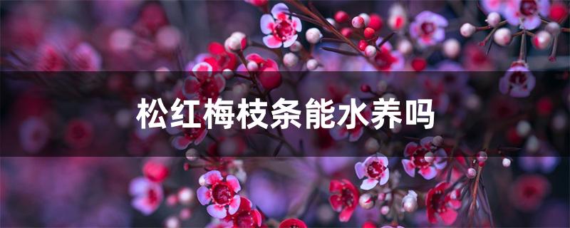松红梅枝条能水养吗 松红梅枝条能水养吗