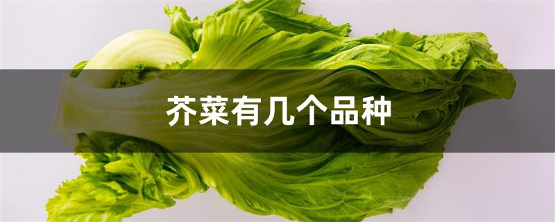 芥菜有几个品种 芥菜有几个品种