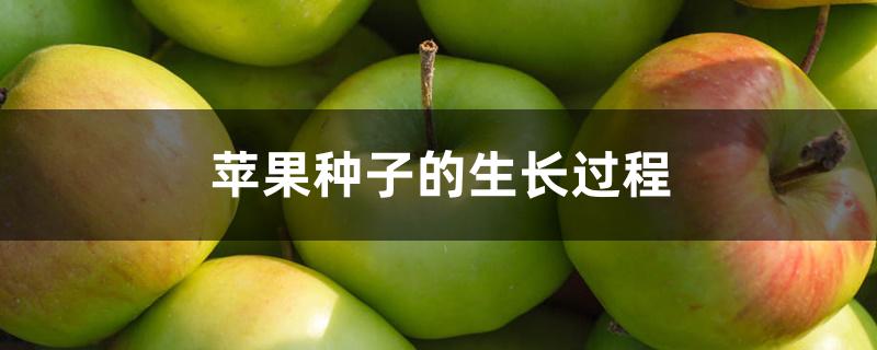苹果种子的生长过程 苹果种子的生长过程