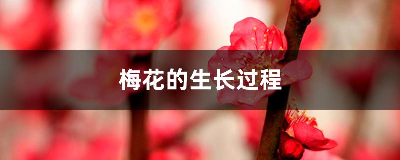 梅花的生长过程 梅花的生长过程