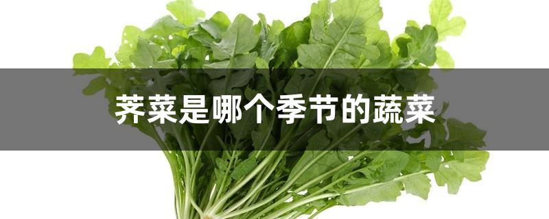 荠菜是哪个季节的蔬菜 荠菜是哪个季节的蔬菜