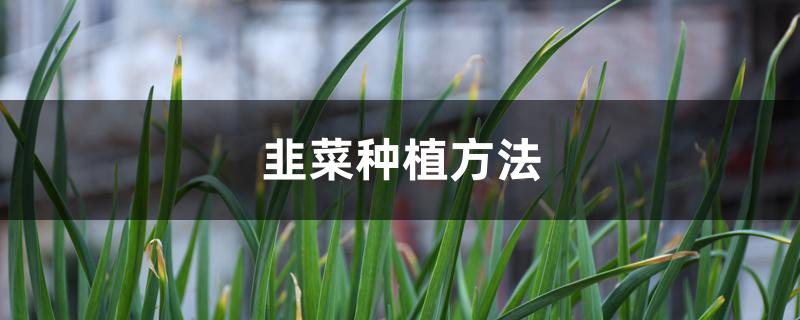韭菜种植方法 韭菜种植方法