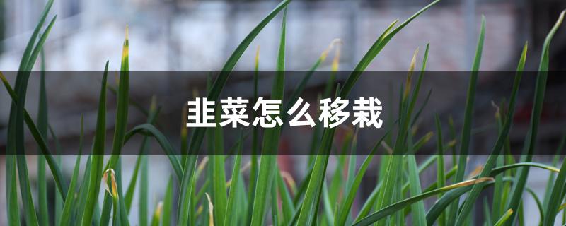 韭菜怎么移栽 韭菜怎么移栽