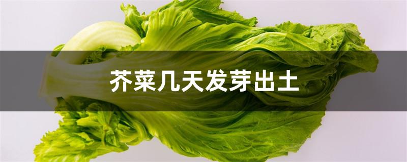芥菜几天发芽出土 芥菜几天发芽出土